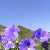 Alpe Mora-Livigno
