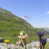 Alpe Mora-Livigno