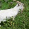 Bockhartscharte