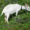 Bockhartscharte