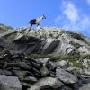 Karnischer Höhenweg