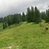Schwalbenmauer und Jausenkogel