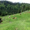 Spitzstein
