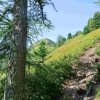 Stein am Mandl