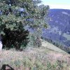 Tannschwärze
