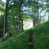 Tannschwärze